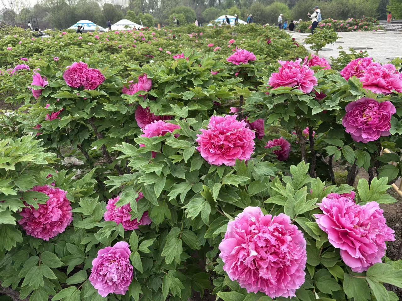 给大家分享一张我拍的牡丹花照。最近牡丹花开得正热闹呢！河南洛阳王城公园、中国国花