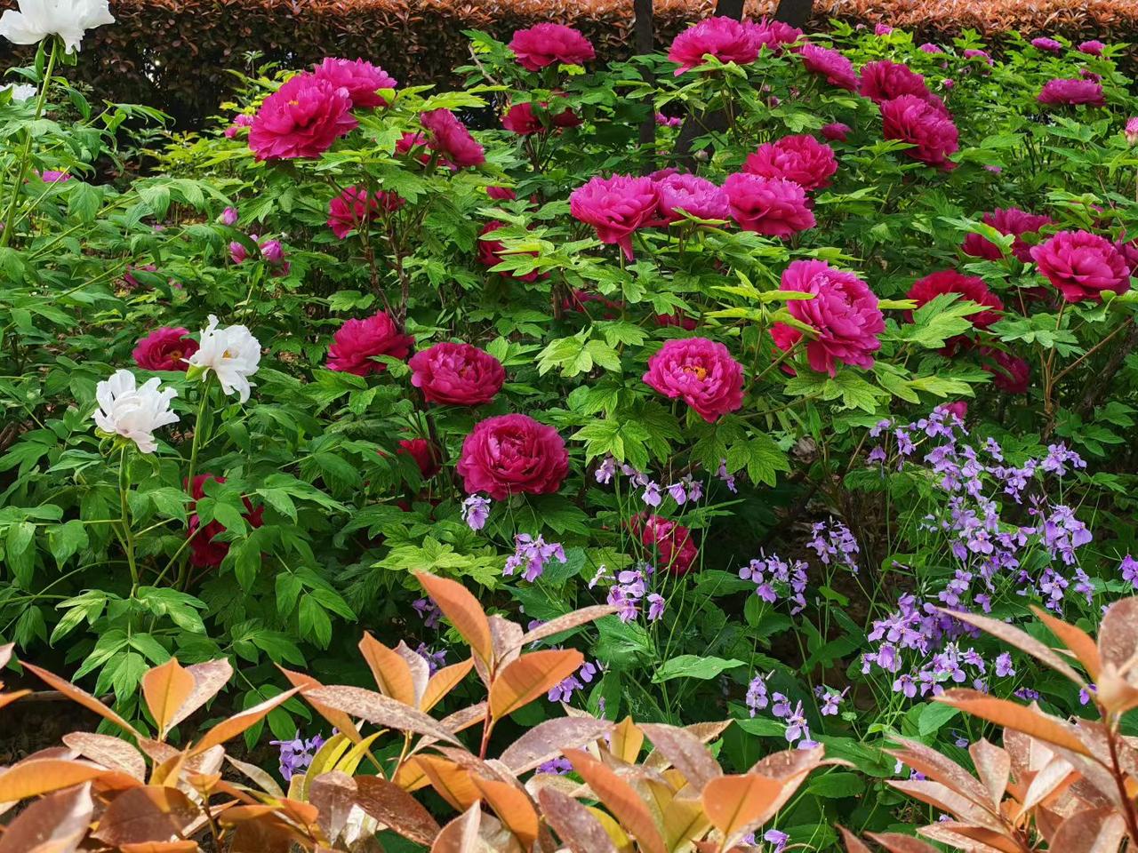 牡丹雍容典雅牡丹花 不愧是国花。