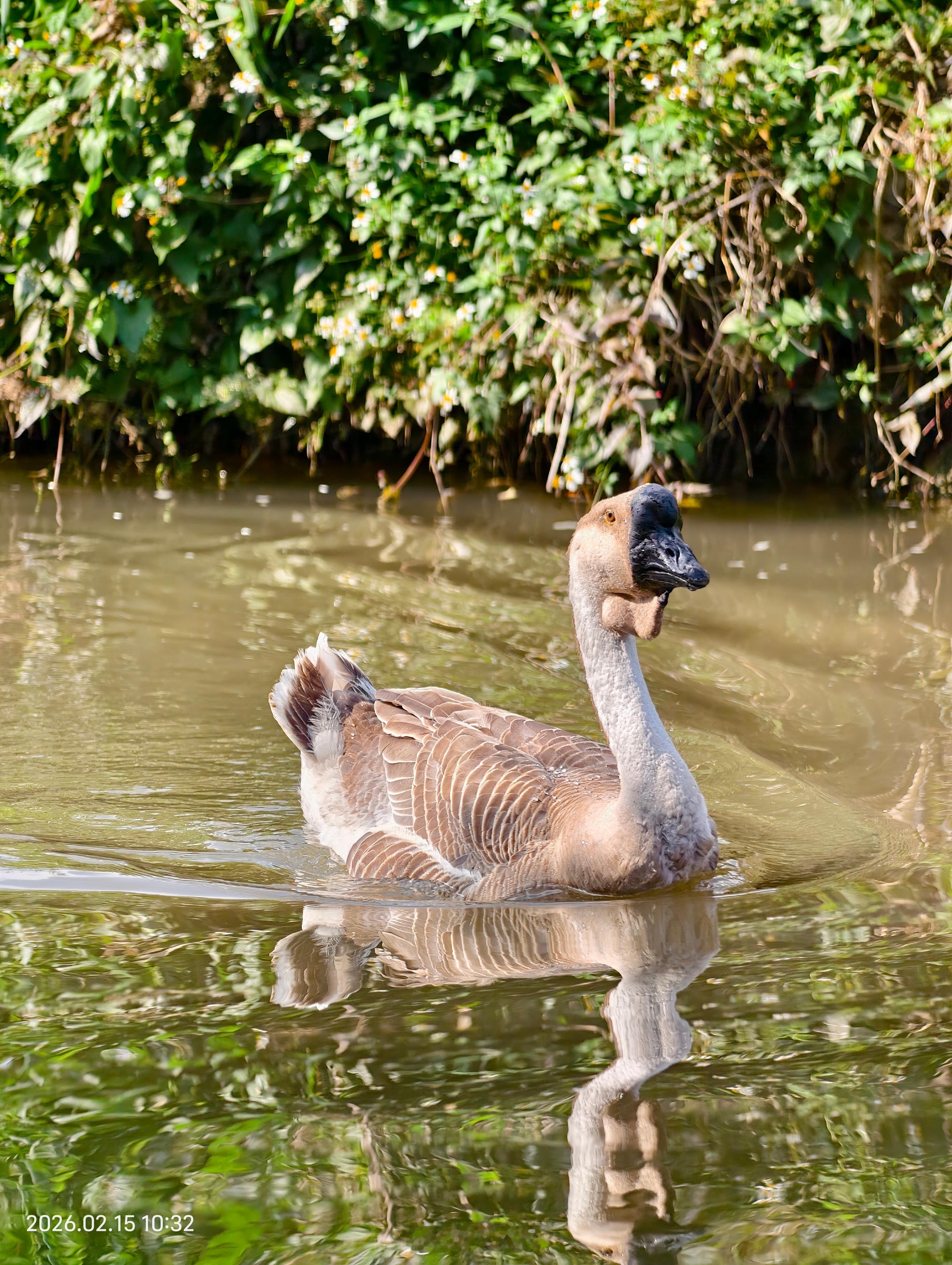 过年在乡下无非就是看娃喂鸡鸭鹅，钓钓野生鱼，这份宁静，是城里所没有的，小时候向往