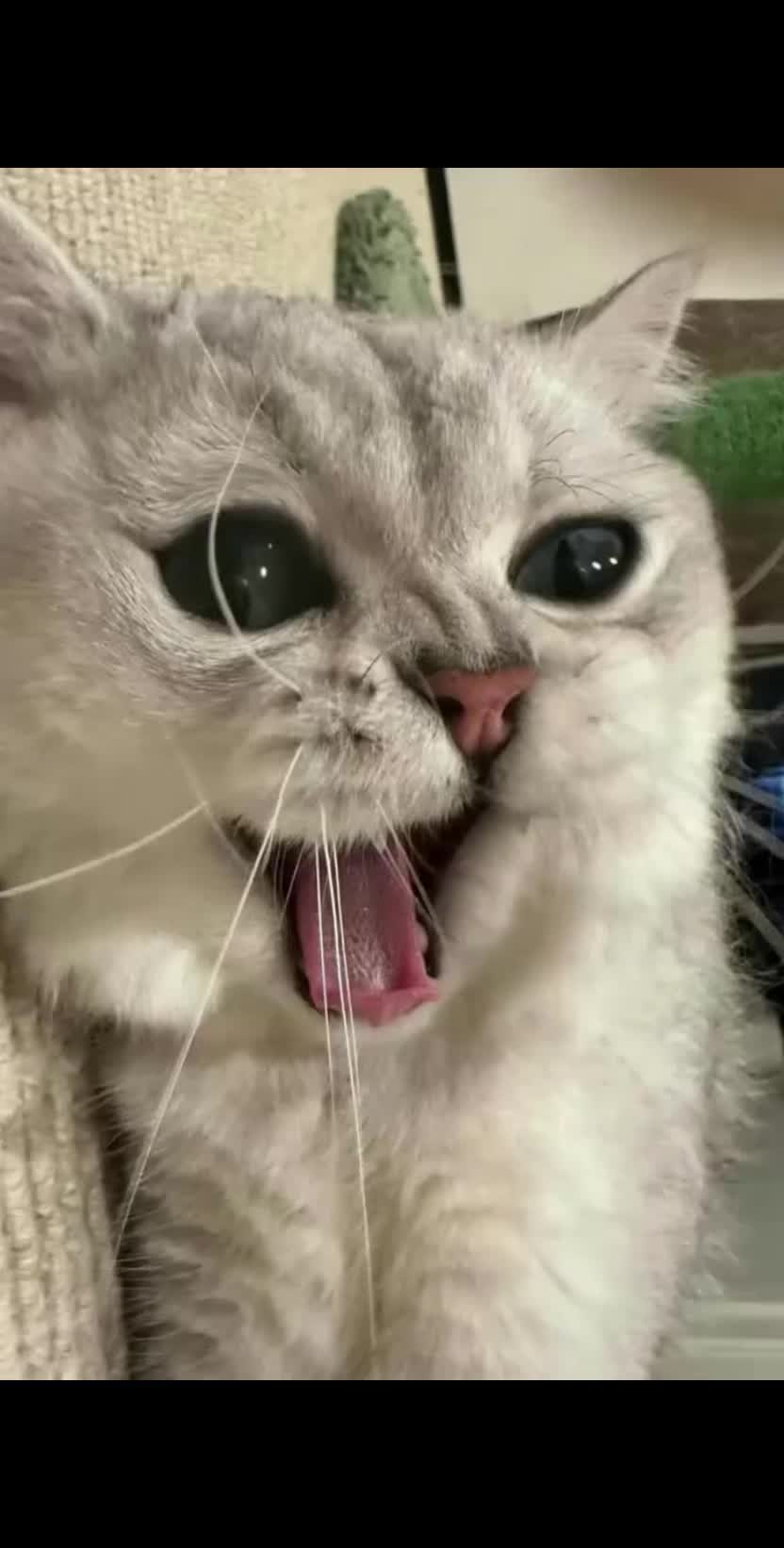 猫 猫咪 我和我的猫