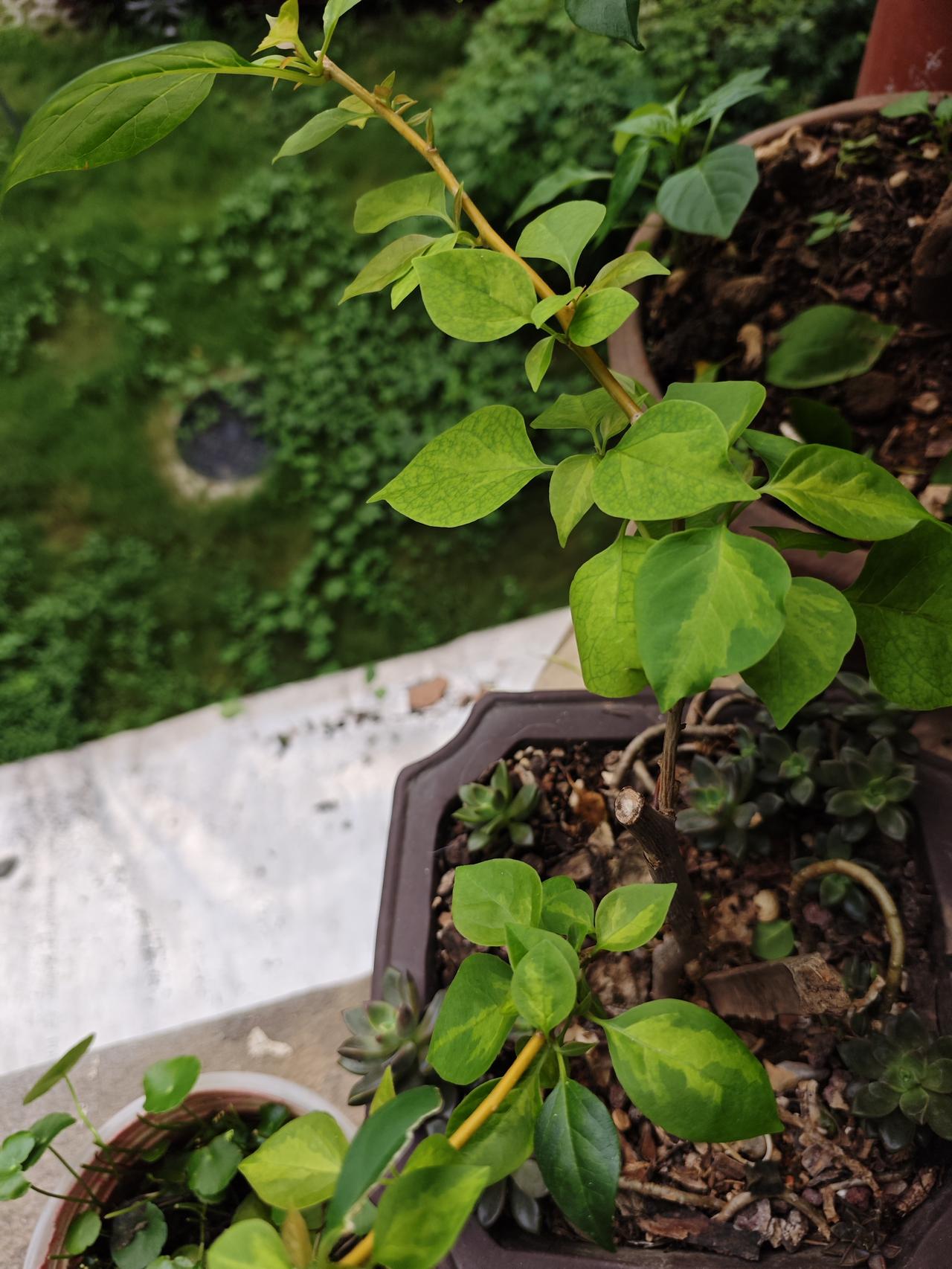 导语
 
起落本是常态，风雨皆为修行。纵历经世间坎坷，仍心存微光，奋勇前行。
 