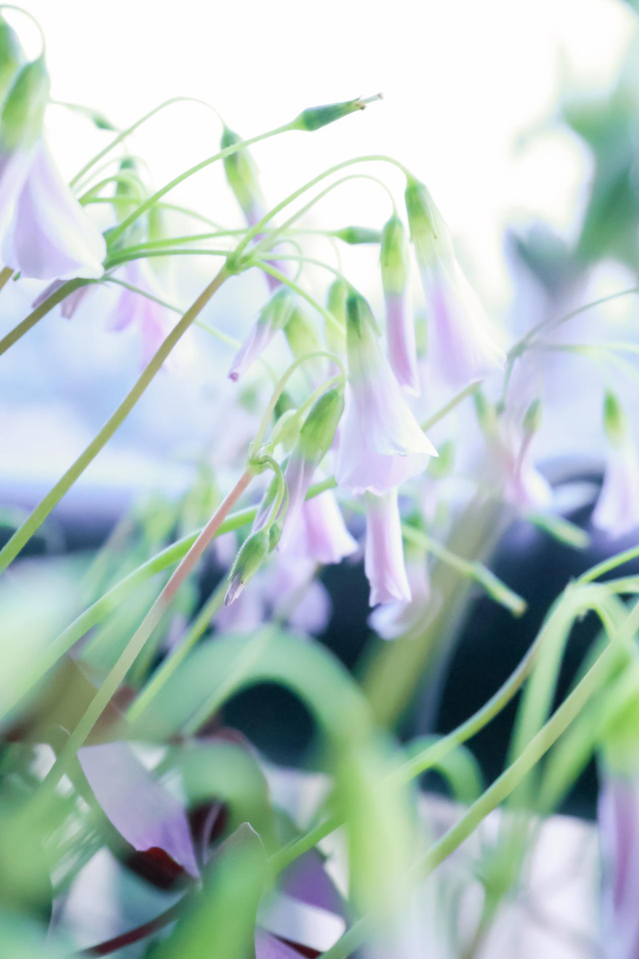 没有对比就没有伤害，
朋友的女儿明天就满30了，
真羡慕她呀，
一男一女两个孙子