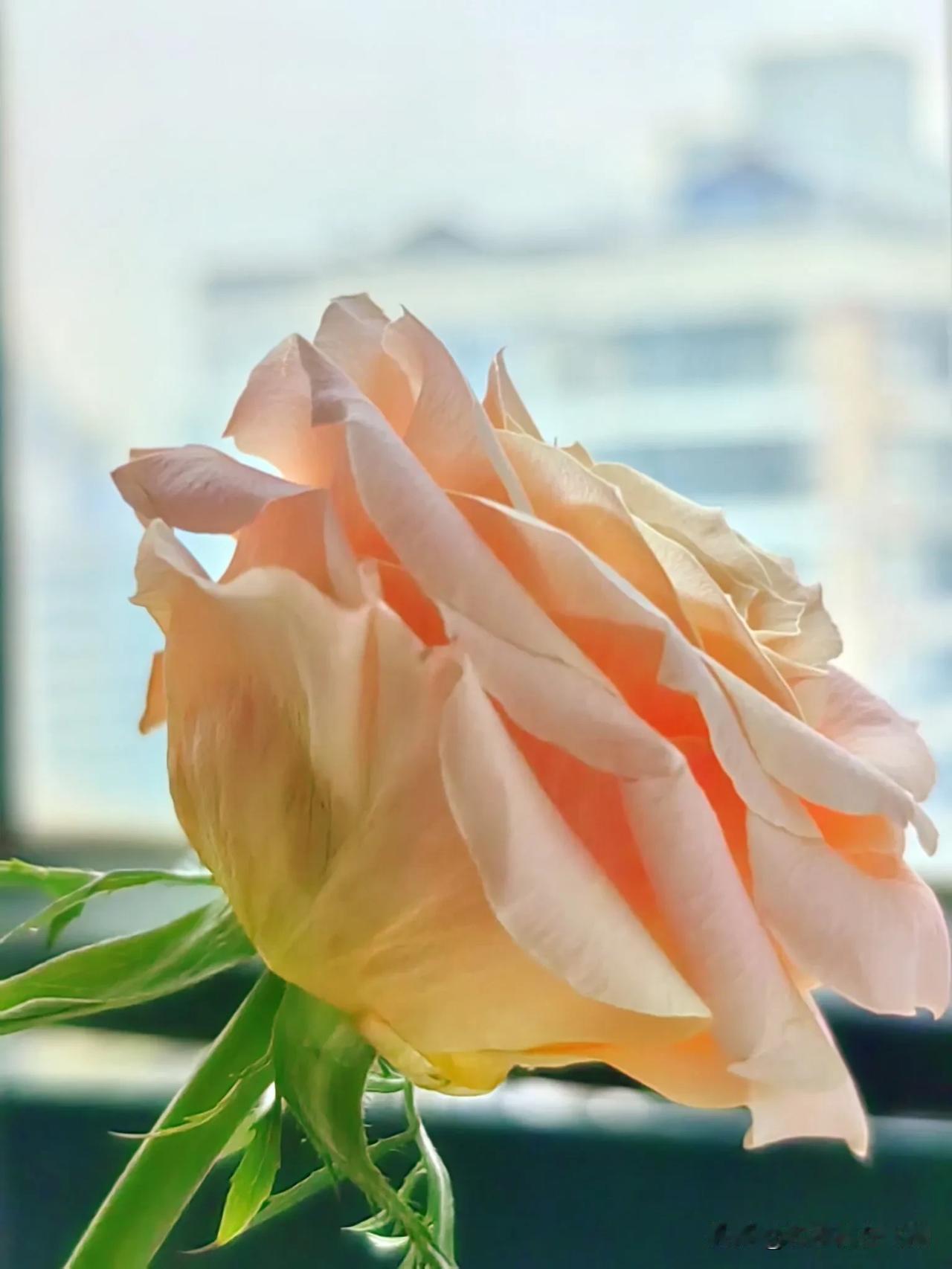 窗台上的月季花与长寿花开了。
 