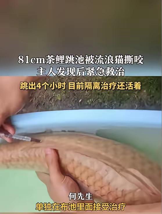 这则新闻讲述的是四川遂宁一位男子养的一条81厘米、16斤重的茶鲤，因水质或健康问