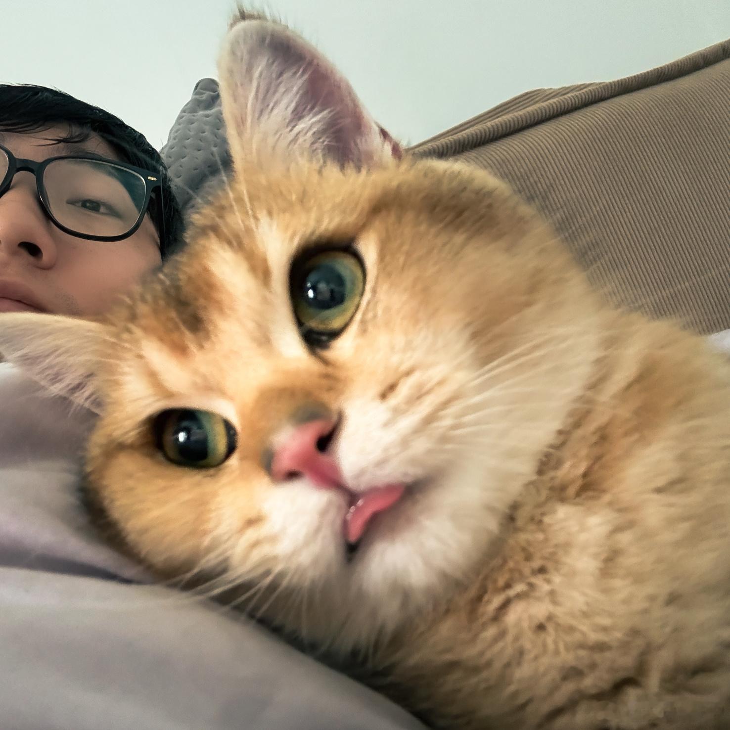 不太聪明的样子[思考]猫咪摄影 ​​​