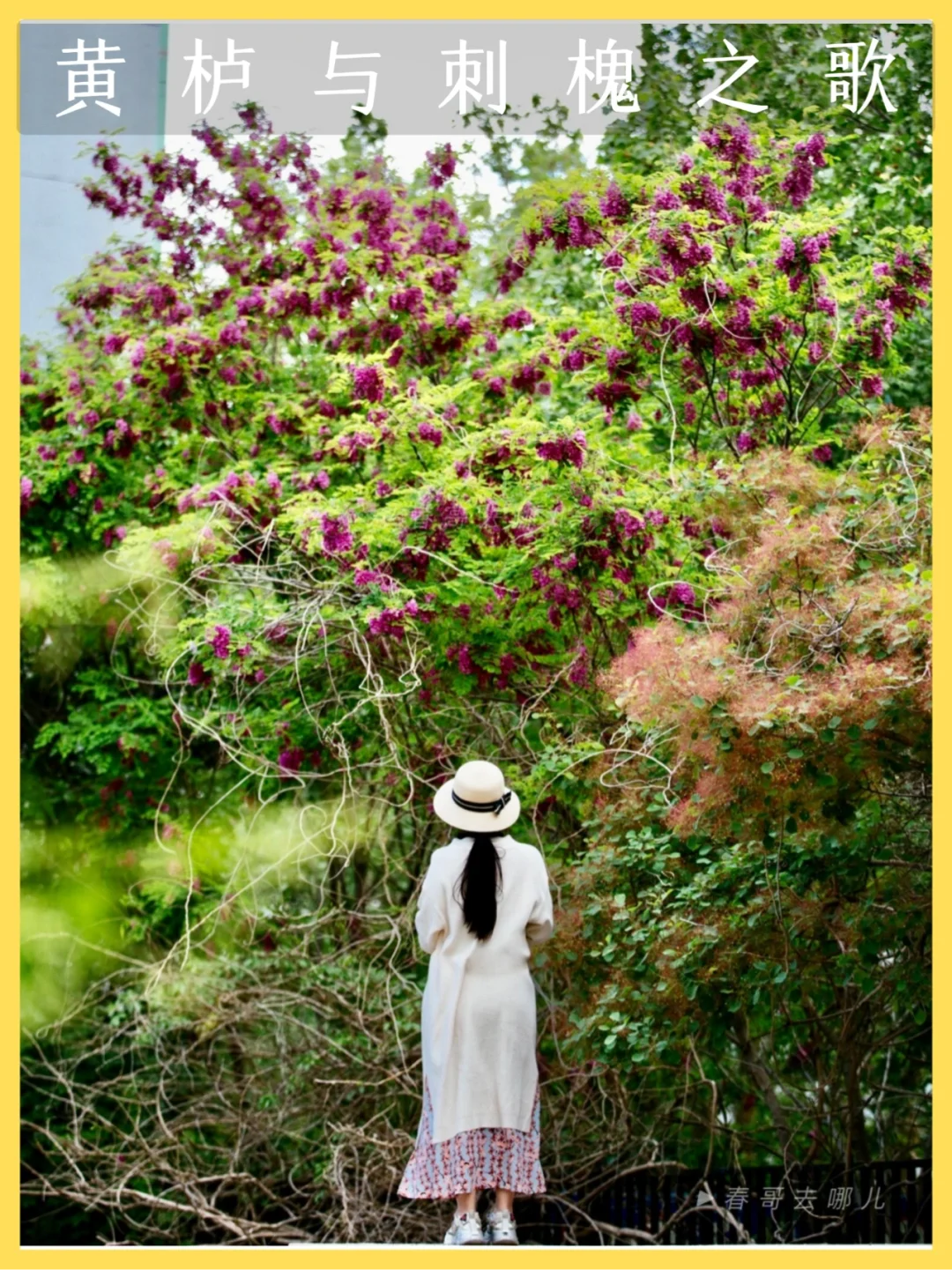 黄栌花开与刺槐红 | 住在这个小区我知足了