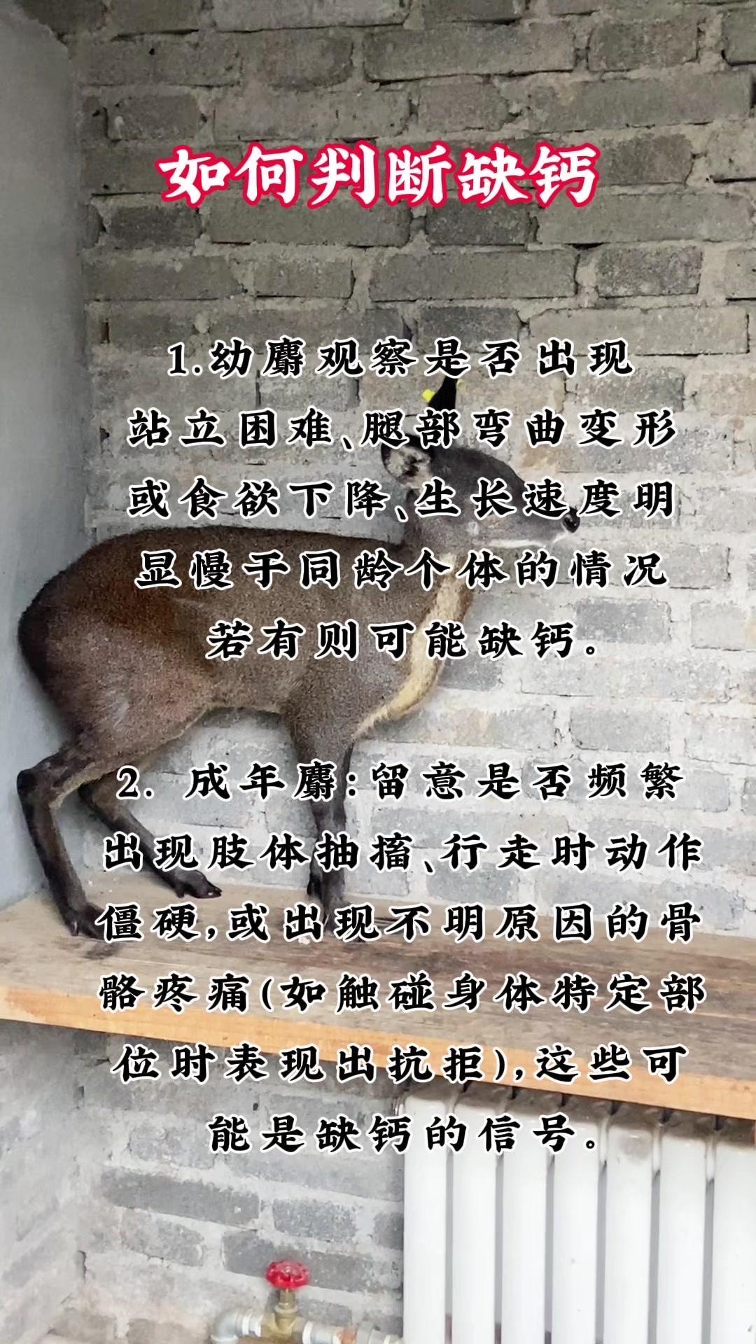🦌林麝缺钙了怎么办？学会这3招轻松看出问题！
🐾看幼麝：0-6个月的小家伙最
