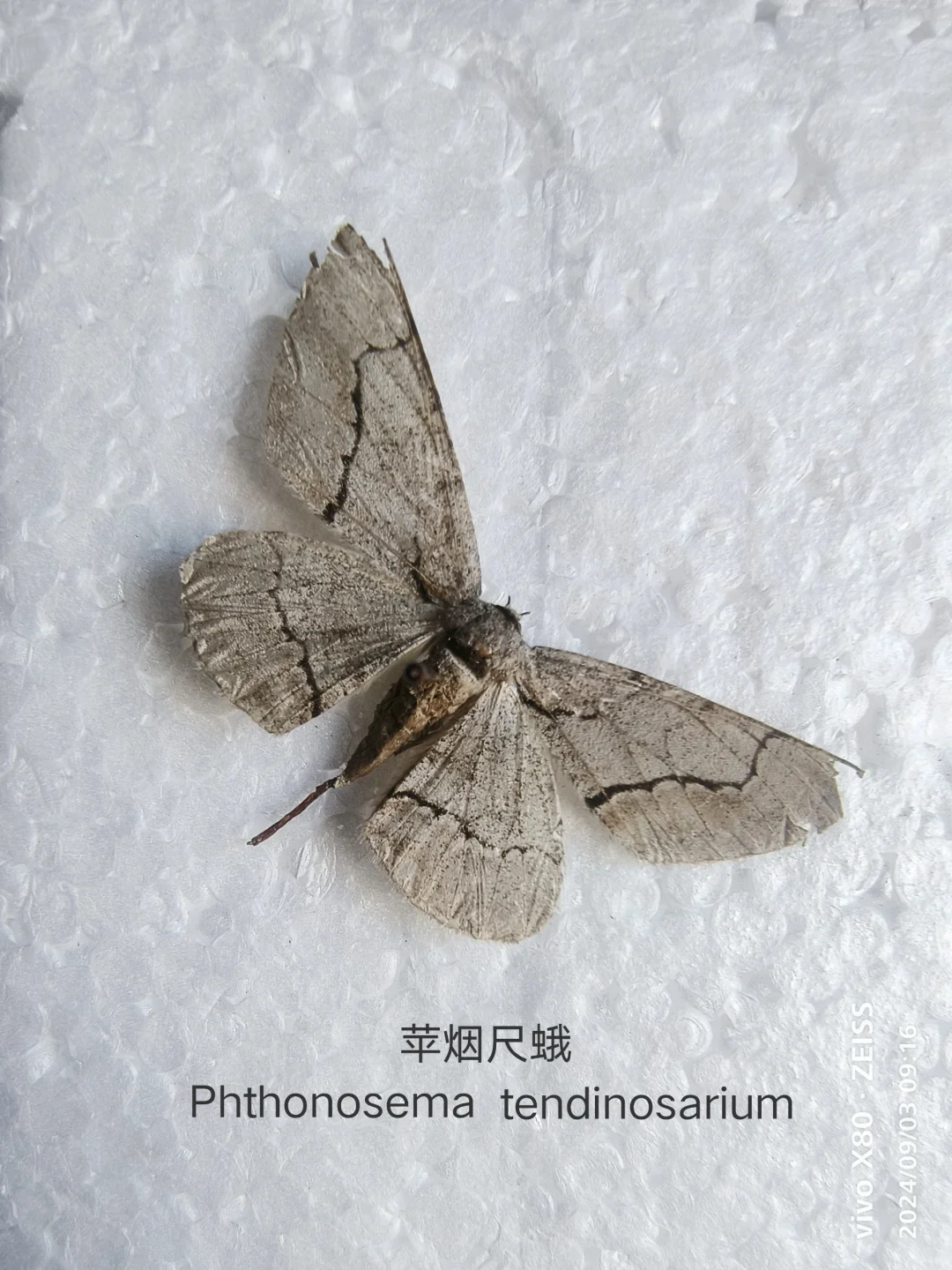 苹烟尺蛾 Phthonosema tendinosarium