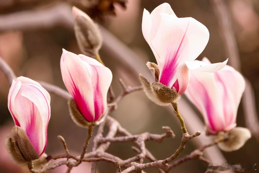 人人人人花人人人人寻美河南玉兰花开，花开之时，花朵旺盛，春风拂过，洁白花瓣轻轻摇