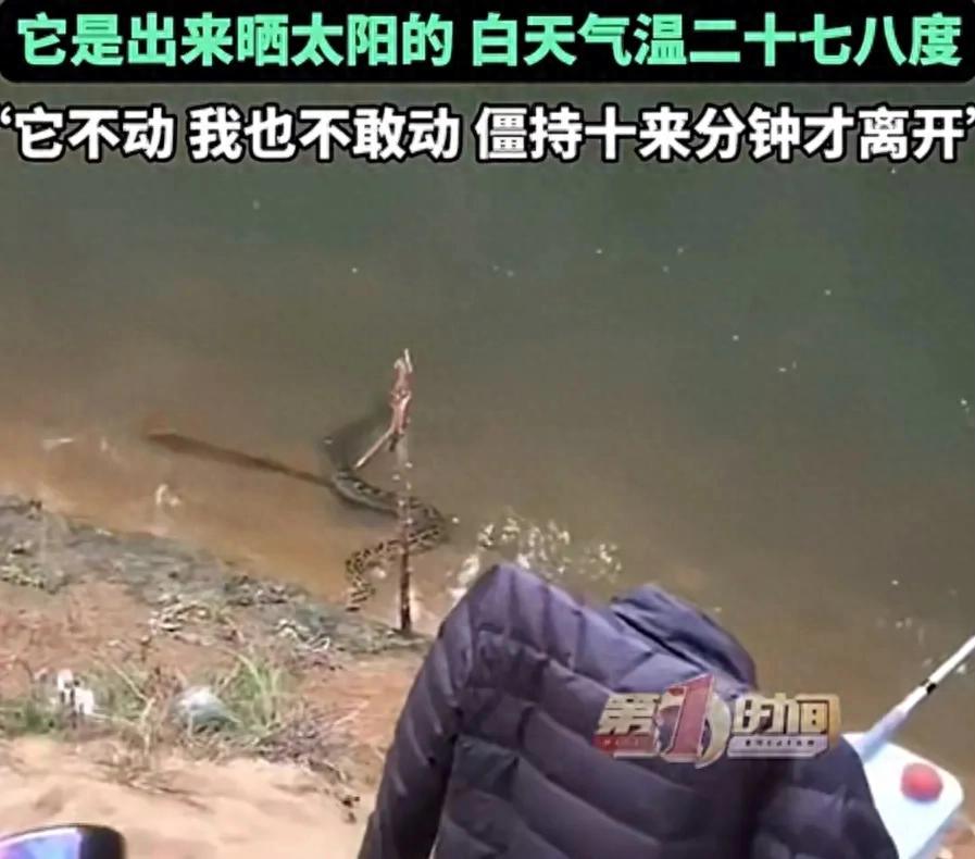 “太可怕了！”近日，广东梅州，一男子到野外钓鱼放松，刚架好鱼竿就发现水里有条“大