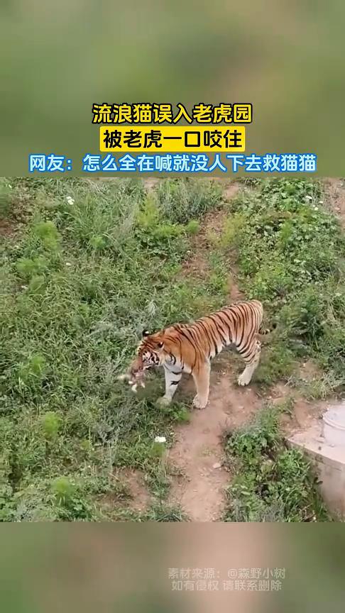 流浪猫误入老虎园，被老虎一口咬住。
森野小树。
网友：怎么全在喊就没人下去救猫猫