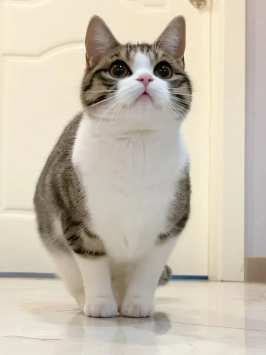 换粮后猫像换了只？