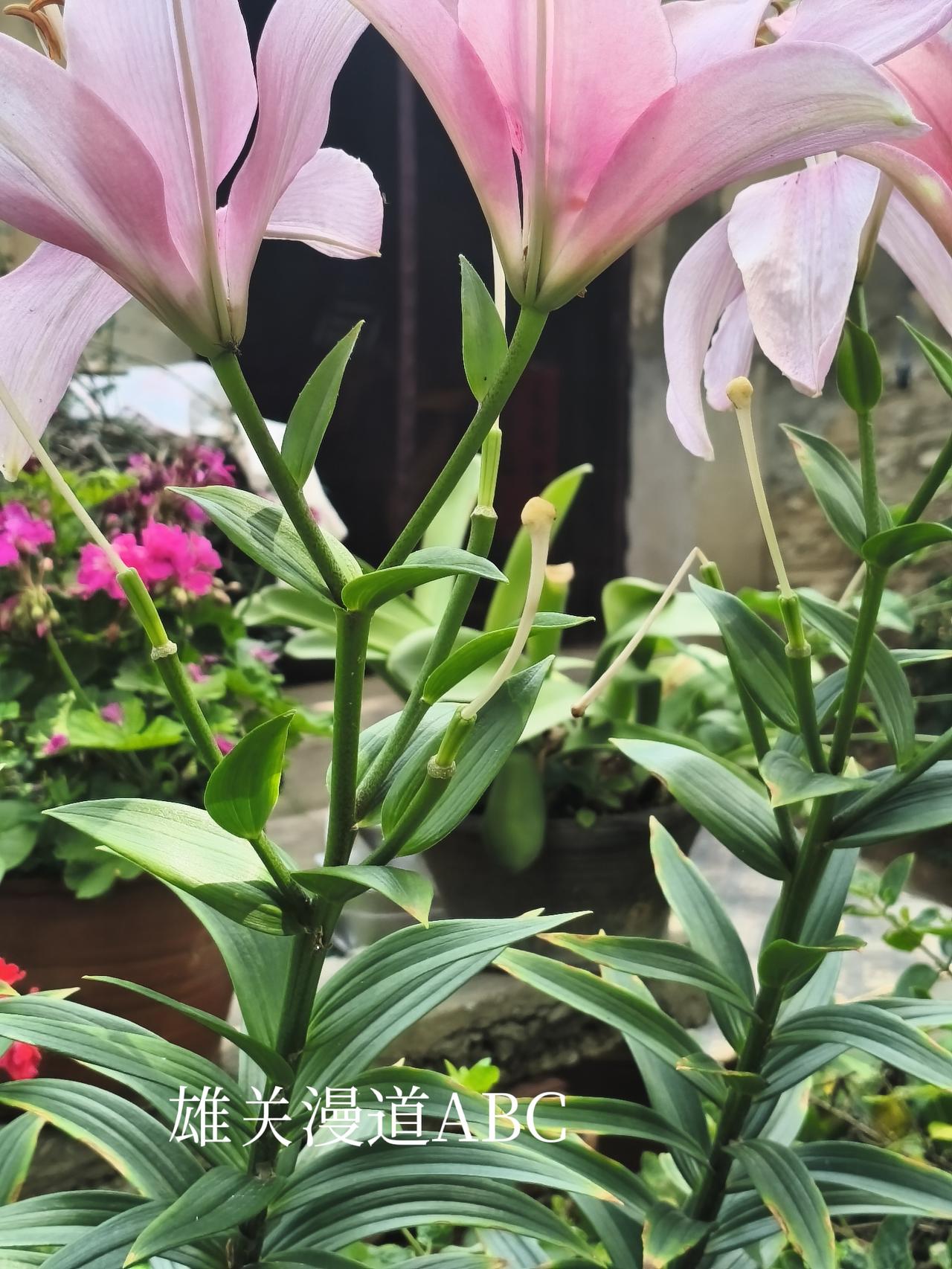 百合花！