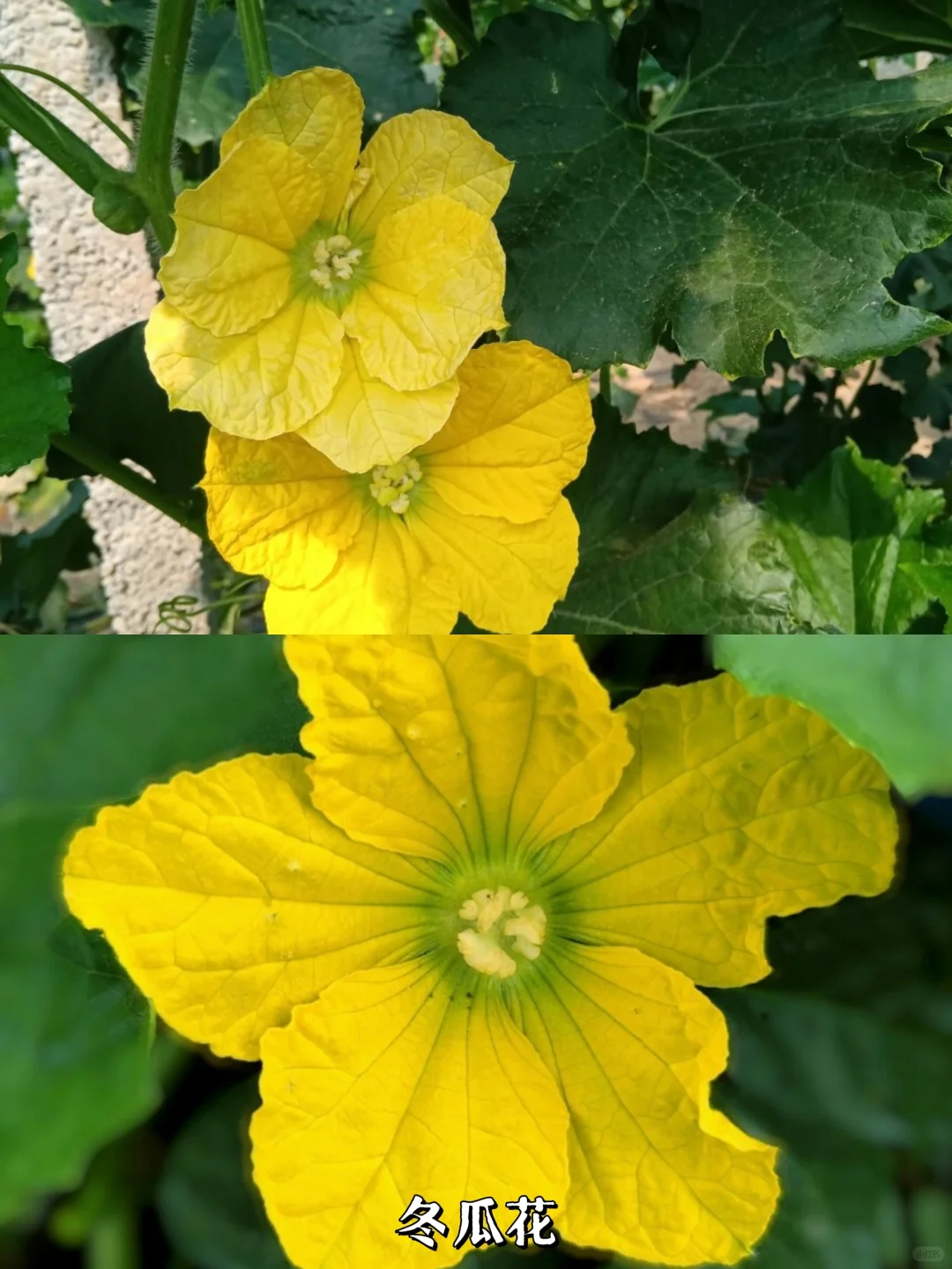 【瓜瓜花】瓜瓜的花都长一样