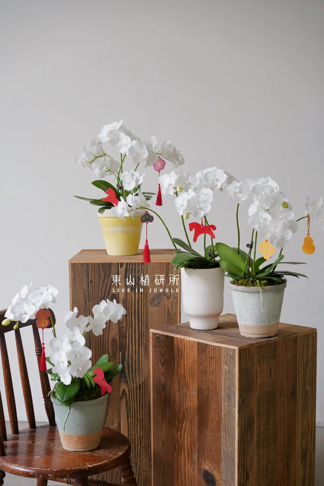 年宵花｜白天鹅蝴蝶兰🦢