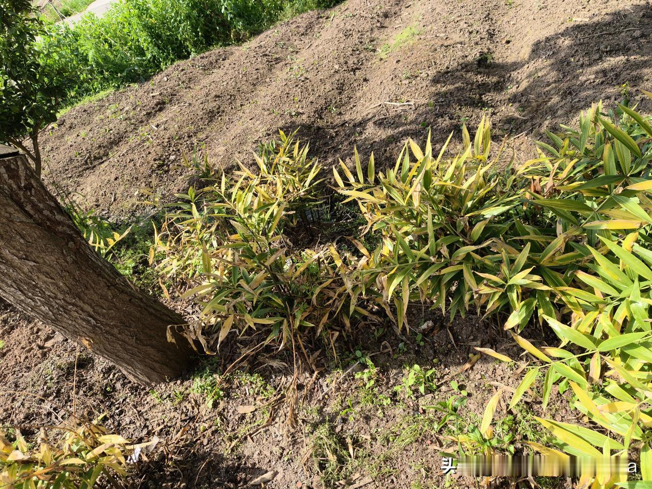 哈哈，之前认为豆包是万能的，她啥都知道。今天我去问豆包，豆包也说错了，看来豆包还