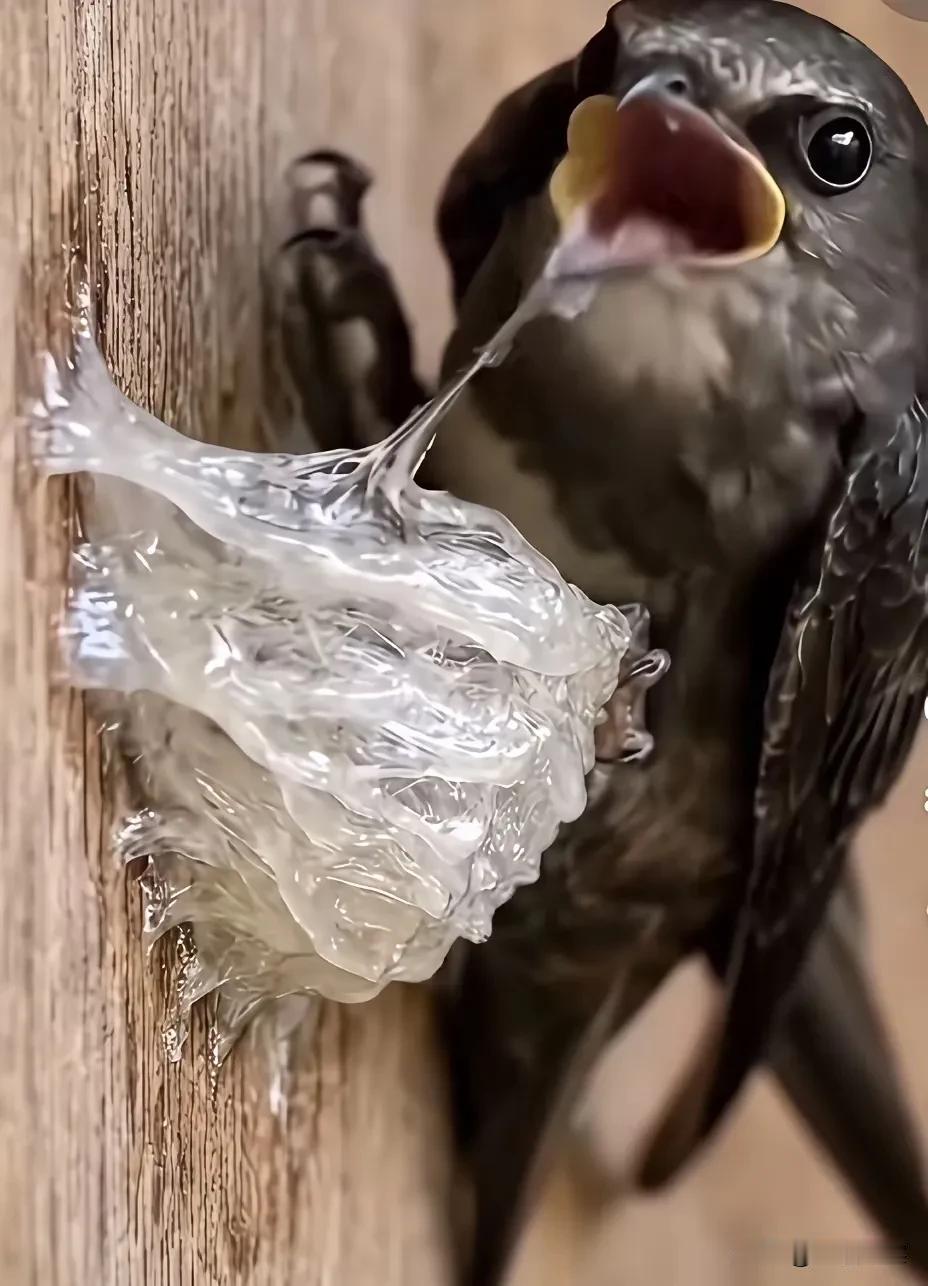 世界就是如此的奇妙！[泣不成声]