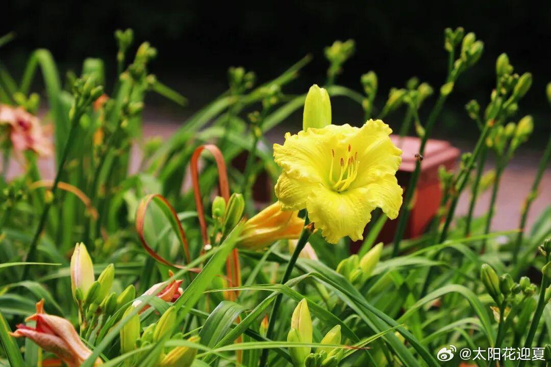 盛夏萱草盛放，满目绚烂生机盎然～寻美河南