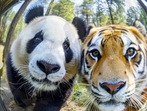 四川过去有老虎，为什么它们没吃大熊猫？很多人不知道，老虎即使“饿疯了”，也不会把