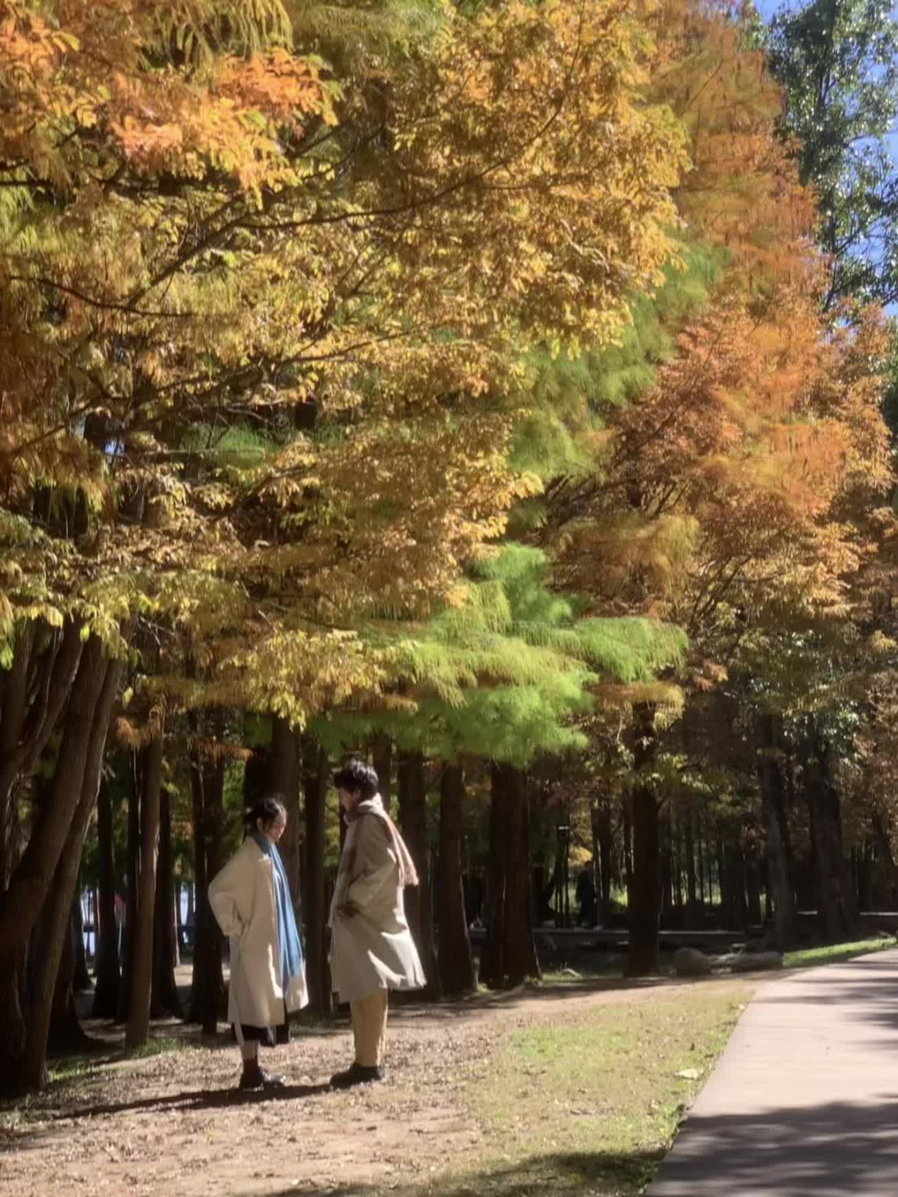 怀念记忆里与你的秋天.