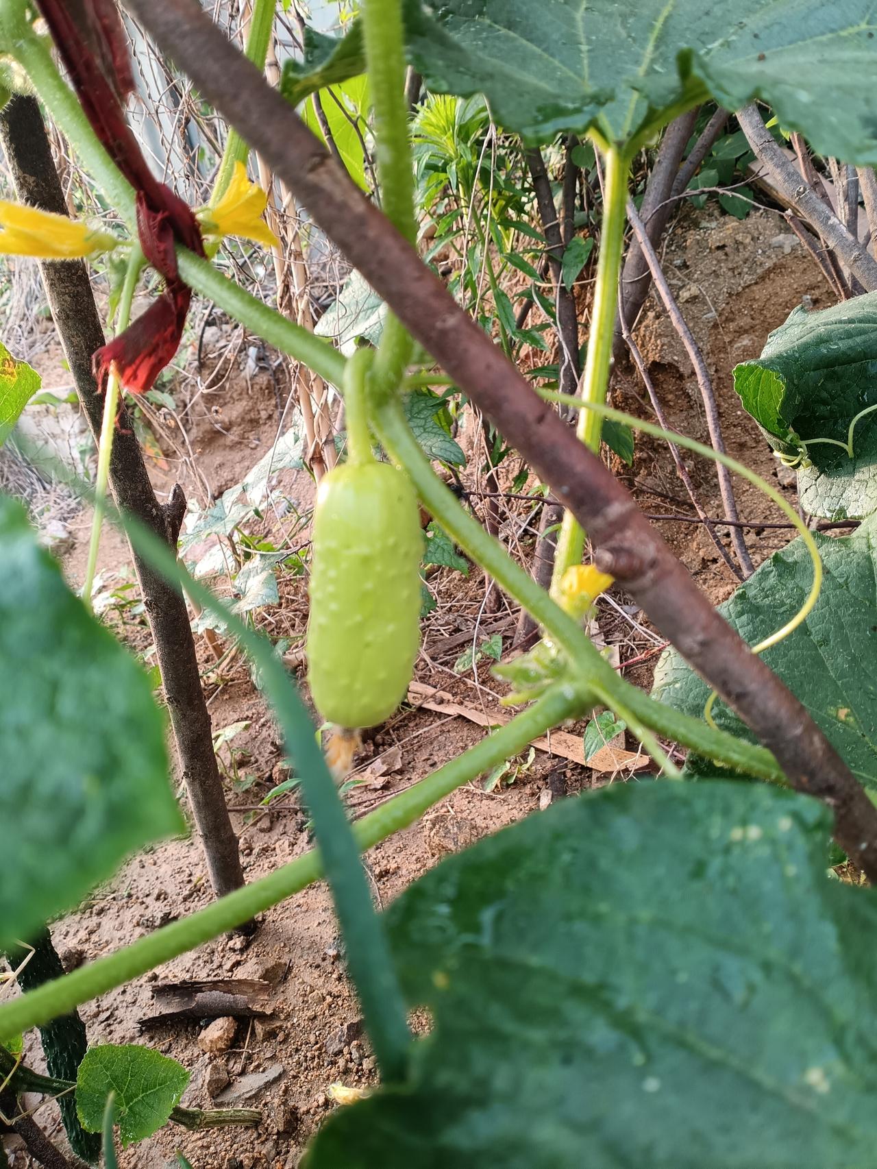  菜园里的小黄瓜挂在藤上，顶着残花，带着新生的软嫩与希望。