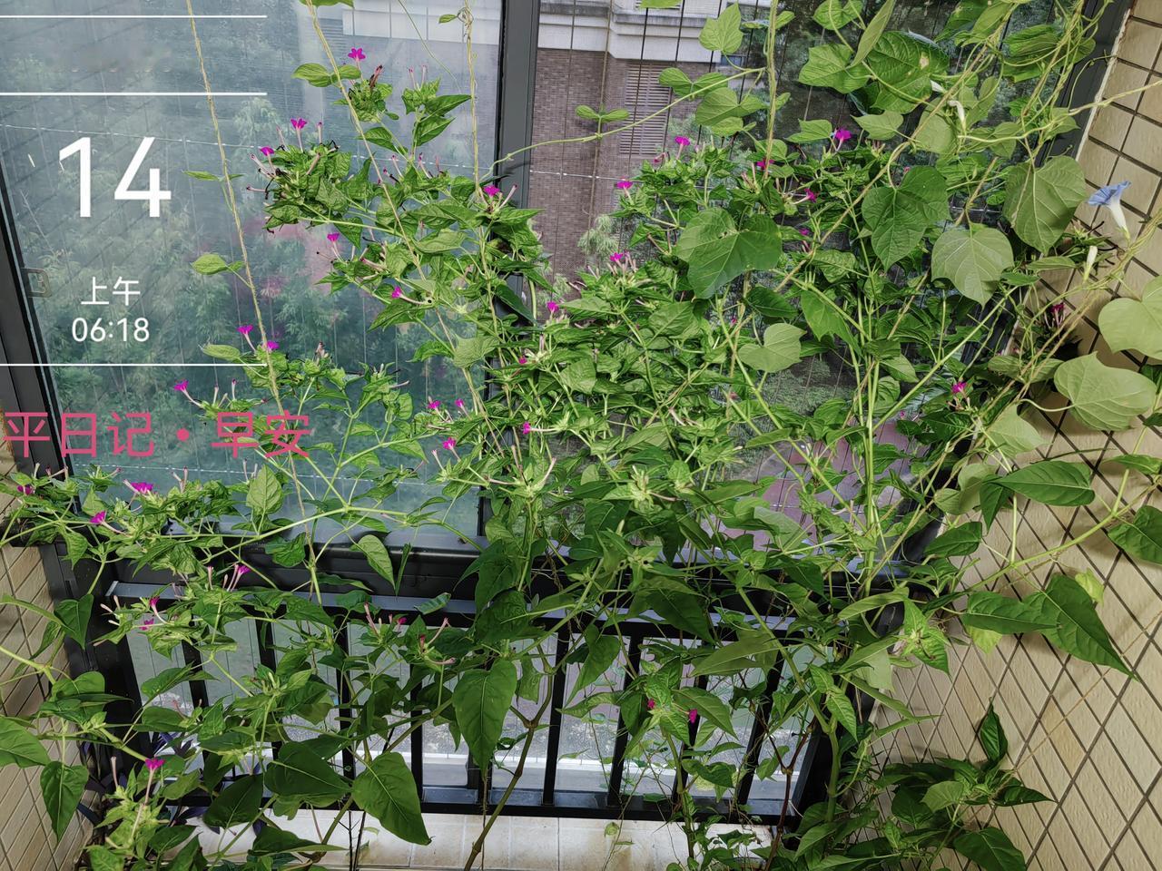 平日记•早安

杨绛：

花有花期，人有时运，要努力，但别着急，繁花似锦，硕果累