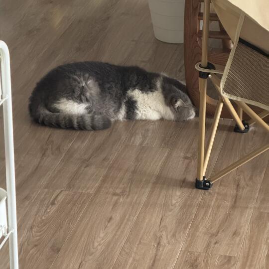 emmm哈哈哈哈哈哈哈专属扁脸猫的面部定型吗