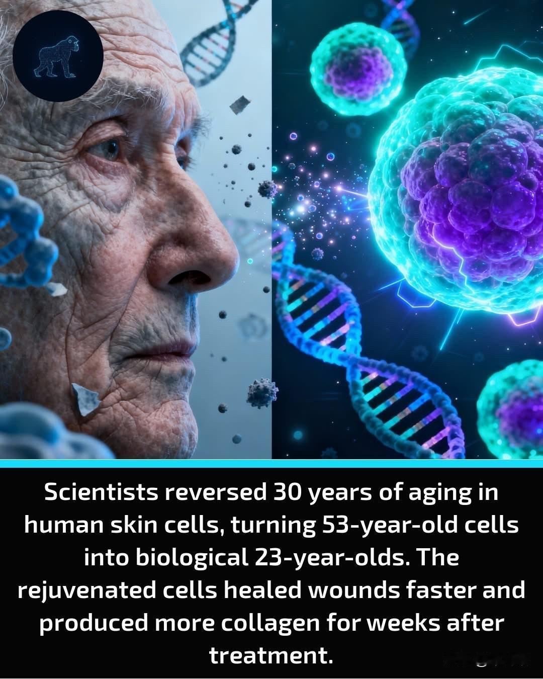 英国科学家们在人类皮肤细胞上实现了逆转衰老的突破性研究。英国剑桥大学巴布拉汉姆研