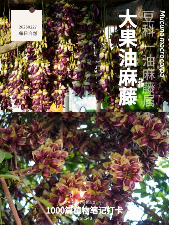 植物笔记540｜拍吐了，满屏的“臭袜子味”