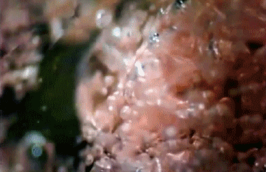 【跳跳糖为什么会在嘴里“爆炸”？】跳跳糖的关键秘密，藏在它的制作过程里。普通糖果