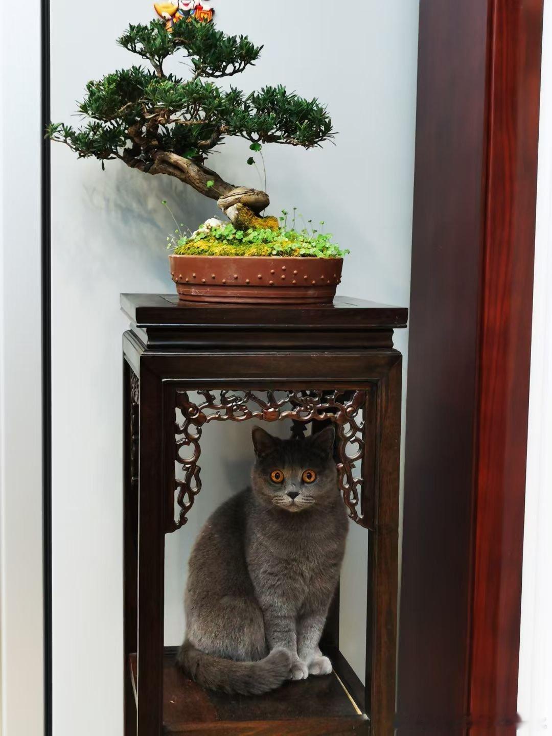 据说中国人到了一定年纪就会“血脉觉醒”：1、开始爱养生2、开始拍花拍树、拍云拍天