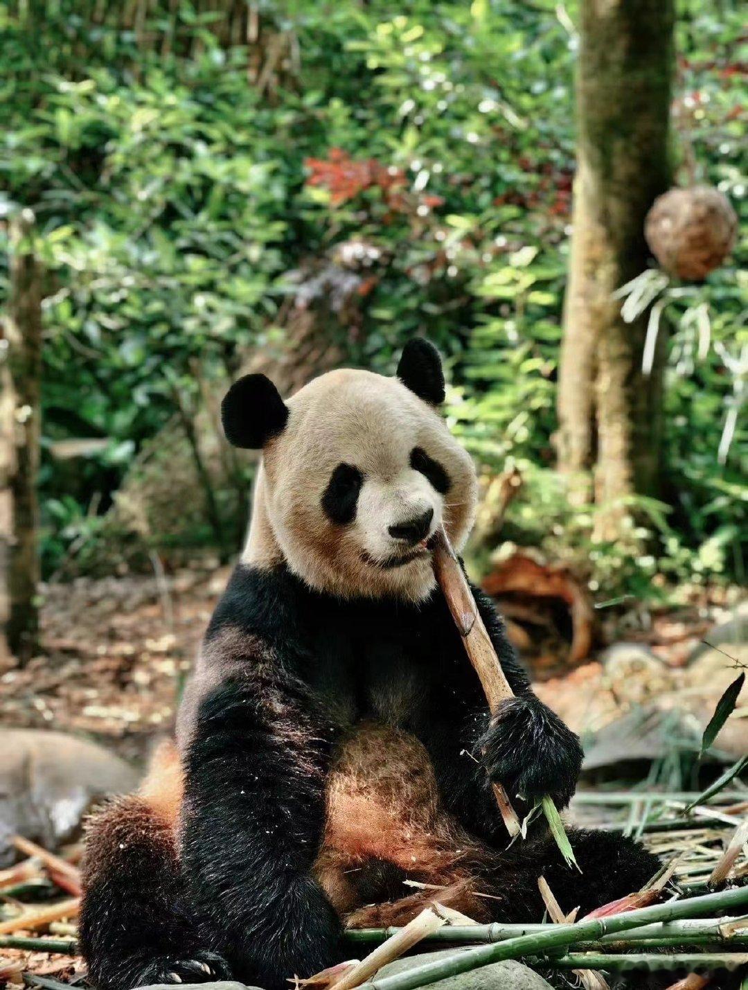 #你认为哪种神兽最能代表中国#当然是最具有我们中国特色的龙了，而且这可是我们的神