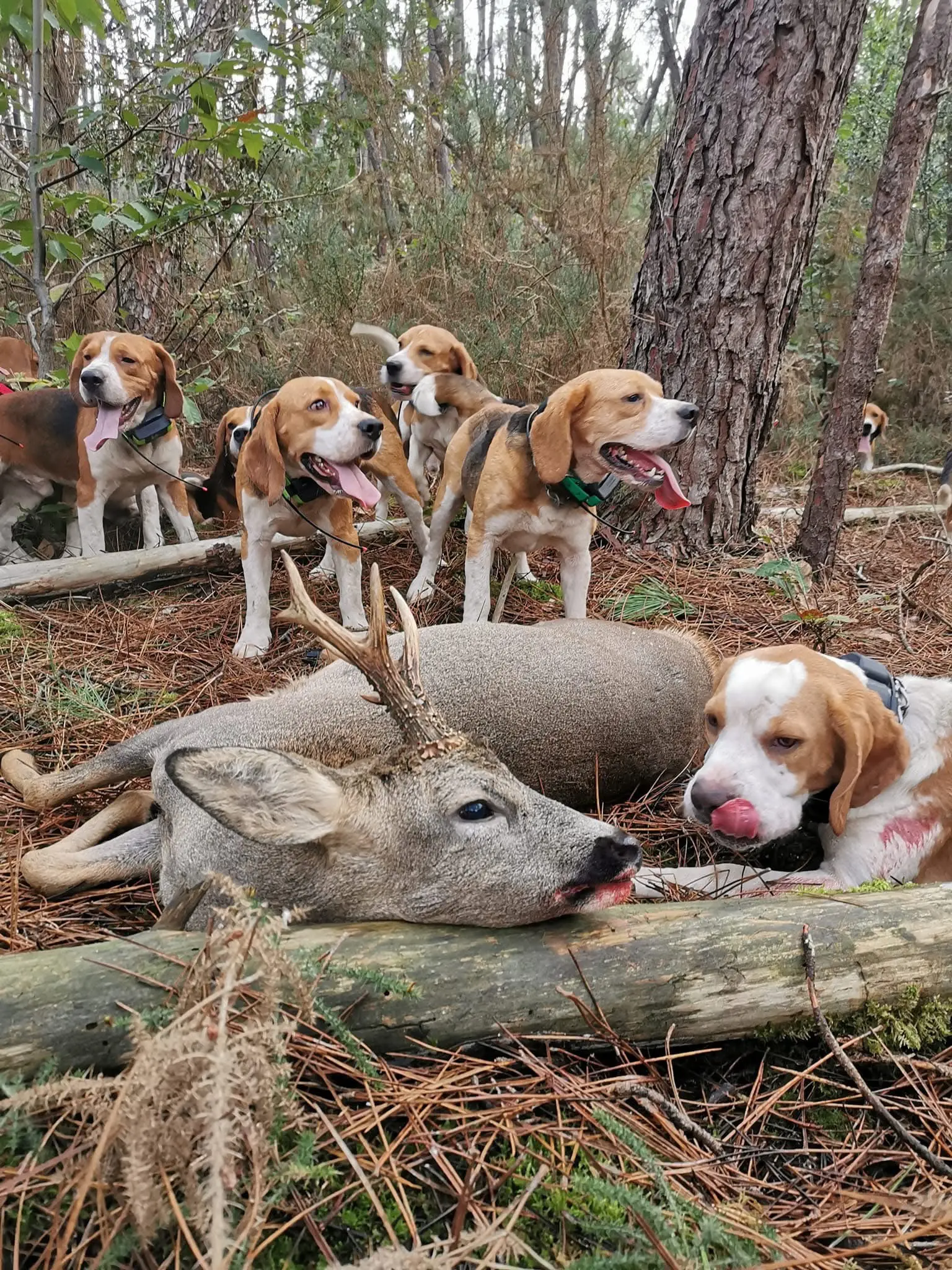 Beagle