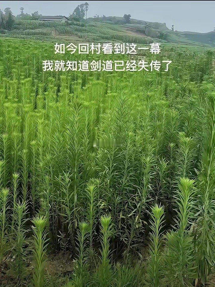 有人懂“剑道”吗？ 