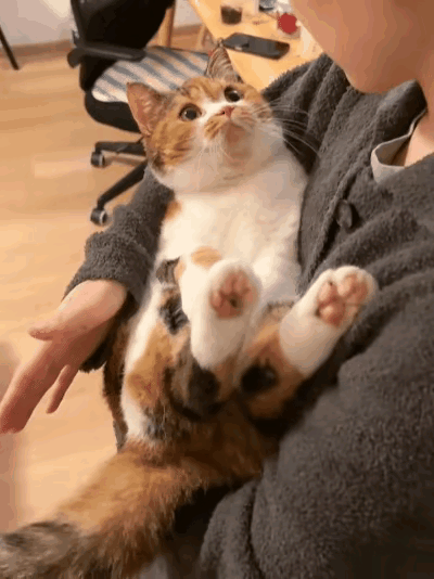 谁能告诉我
为何如今有这么多人喜欢养猫呢？
还是当孩子养的那种
听说现在还有宠物