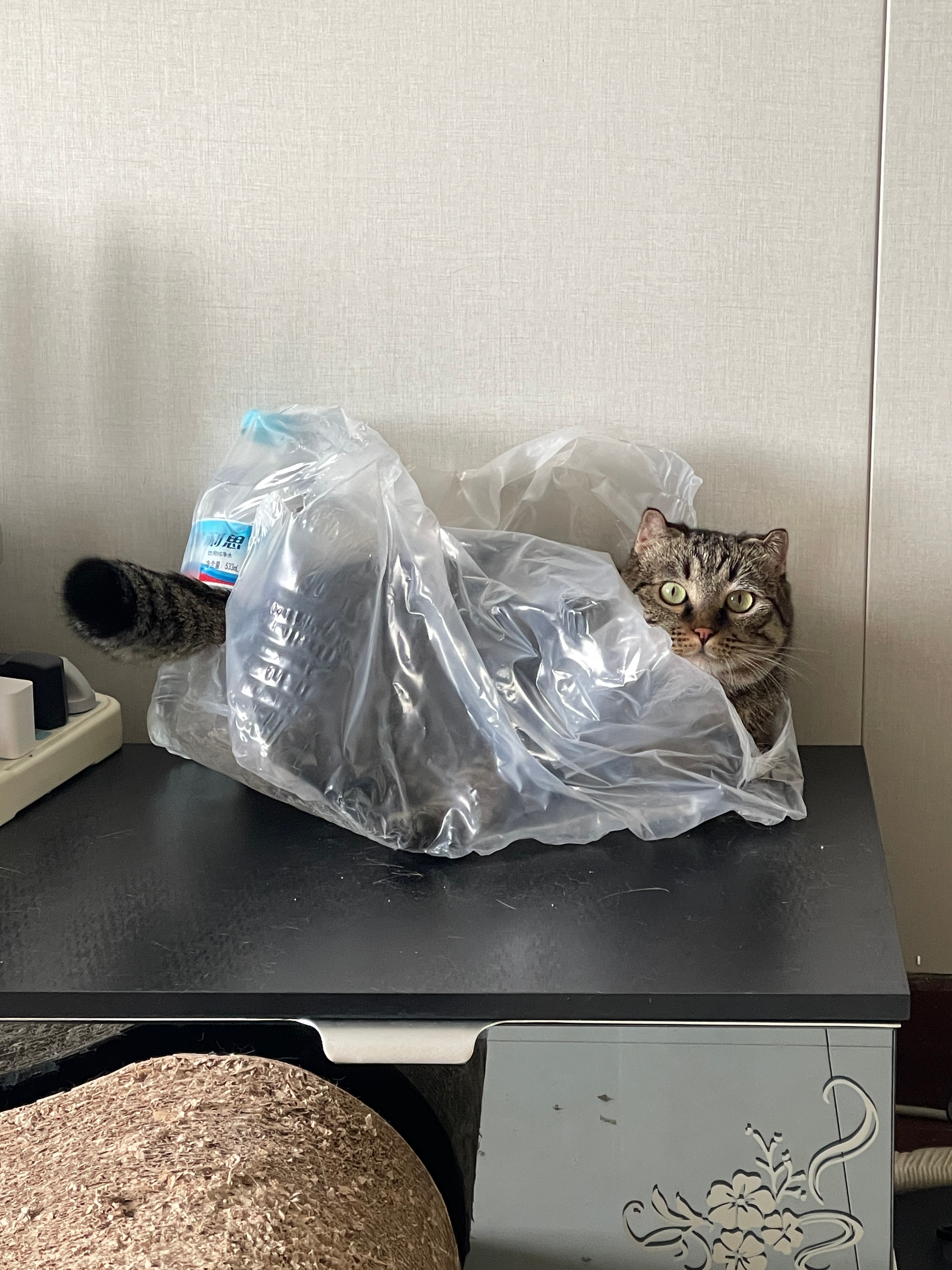 来回走了好几趟愣是没看见肉肉在这 