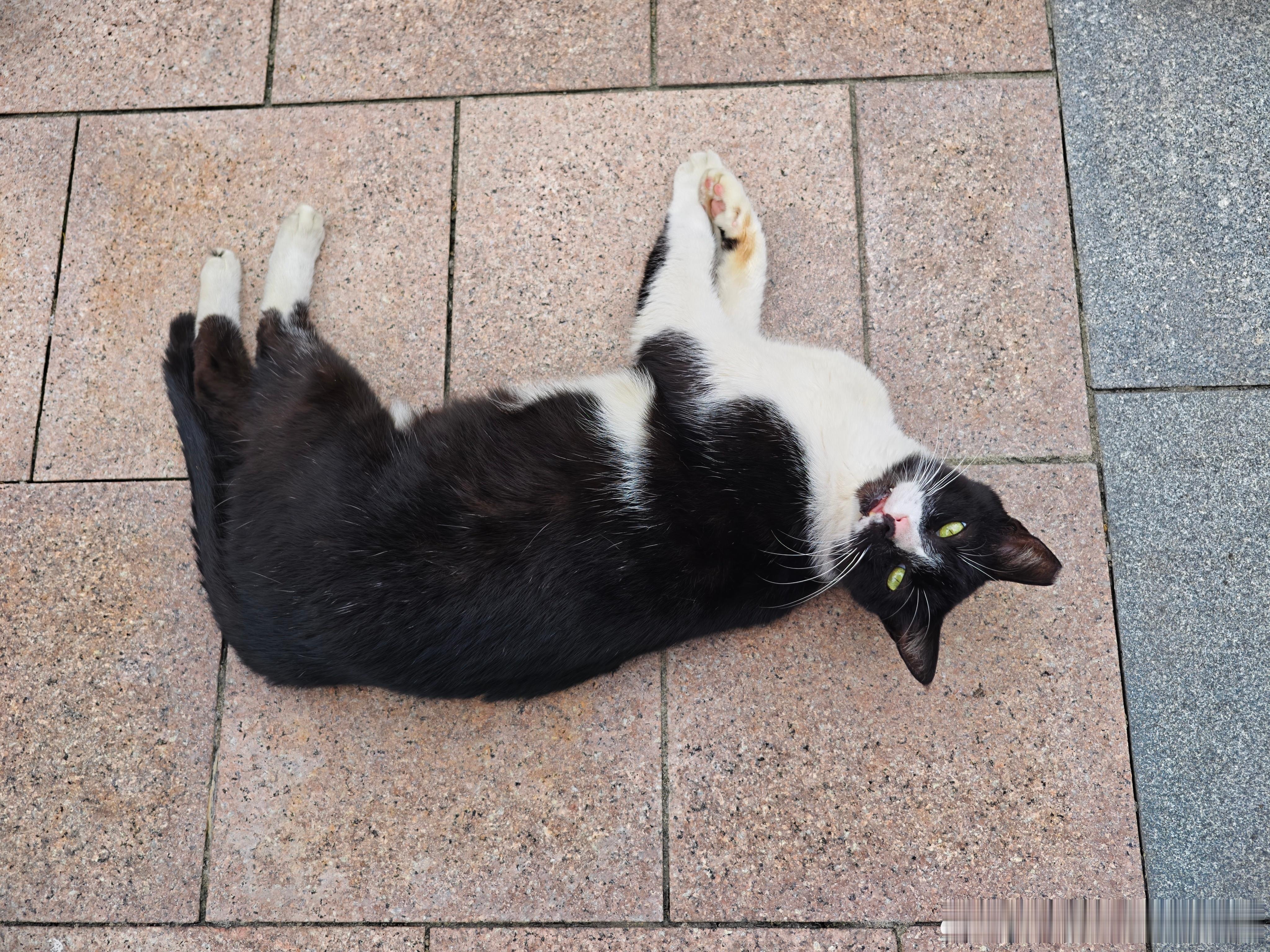 上海流浪猫流浪猫【渣猫·阿牛写真9】今天中午只有牛大佬在，我过去的时候它已经吃上