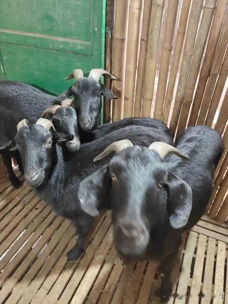 羊产房建设的基本要求是什么?羊产房建设核心要求：保暖干燥、通风向阳、分区合理。