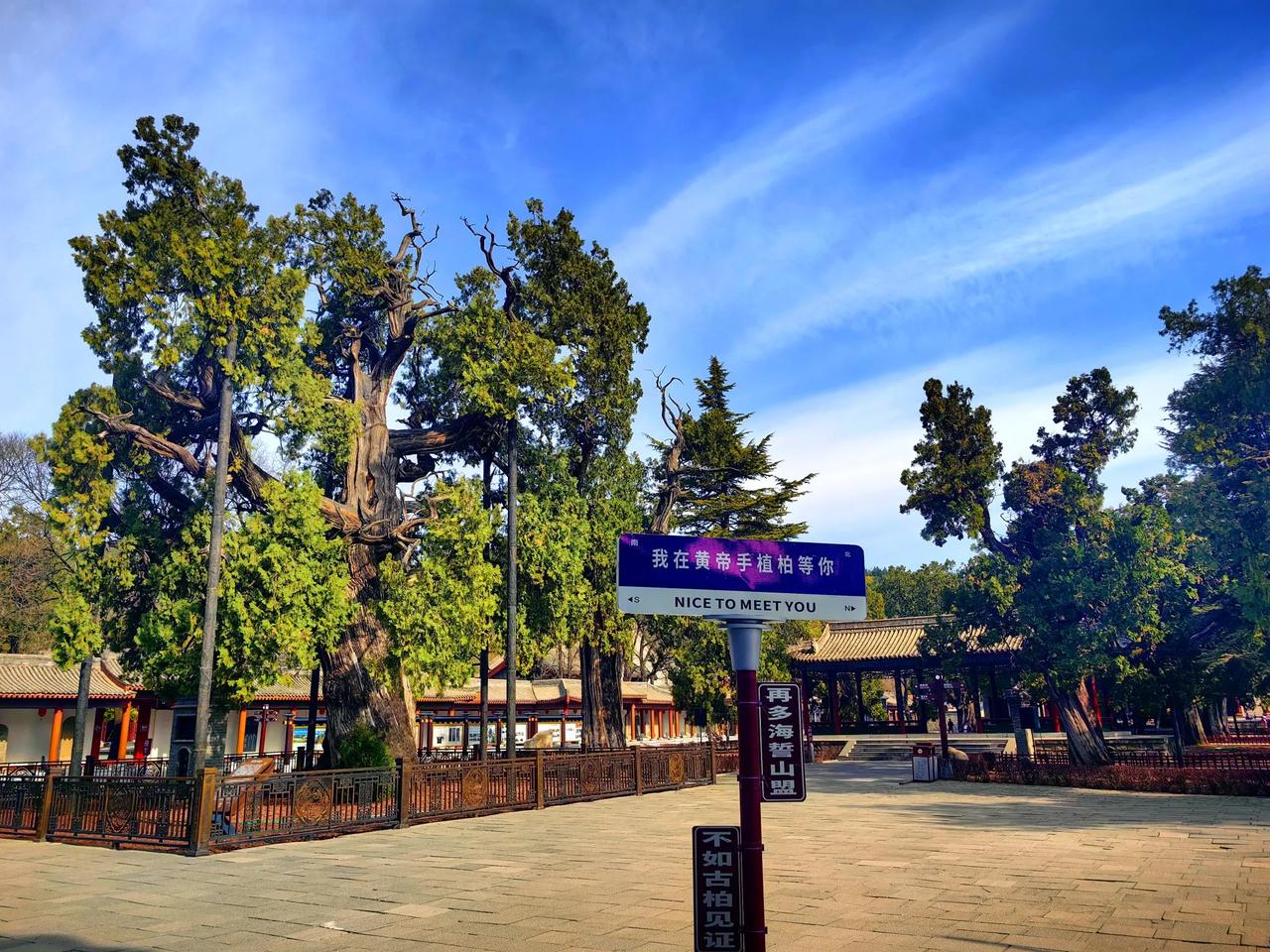 今天到黄帝陵祭祖，感叹的依然是陵园的古柏，一棵棵苍劲古朴不屈不挠。特别是黄帝手植