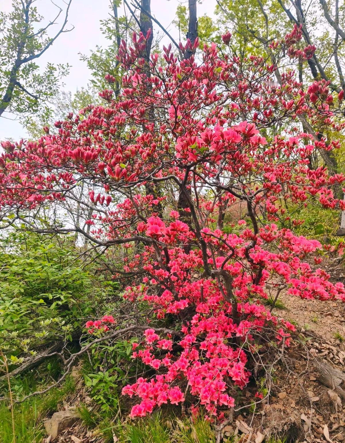 发一张你相册最近拍的花汝阳王坪杜鹃花