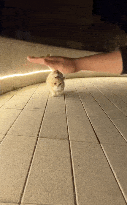 来，猫咪，过来摸摸头。好像又长高了