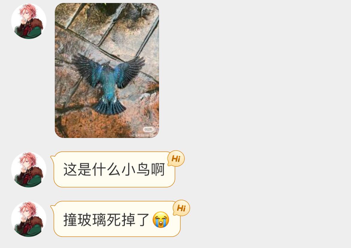 撞玻璃的【白腹蓝姬鹟wēng】它拥抱着大地[泪]来世再飞 ​​​