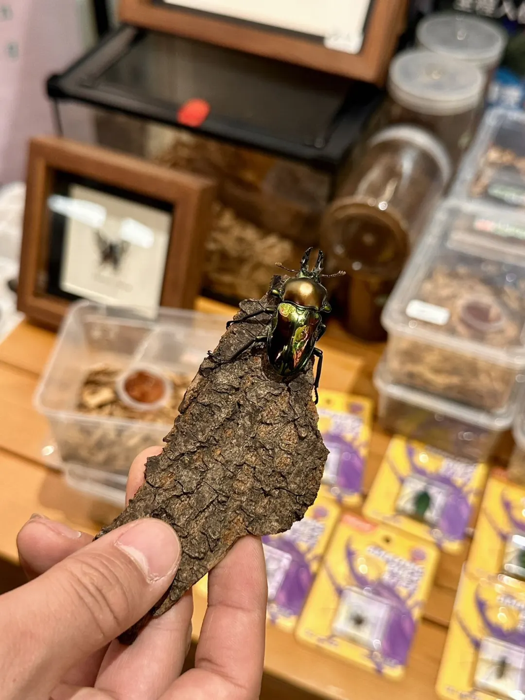 这个周末一定不能错过高新中大❌！！！