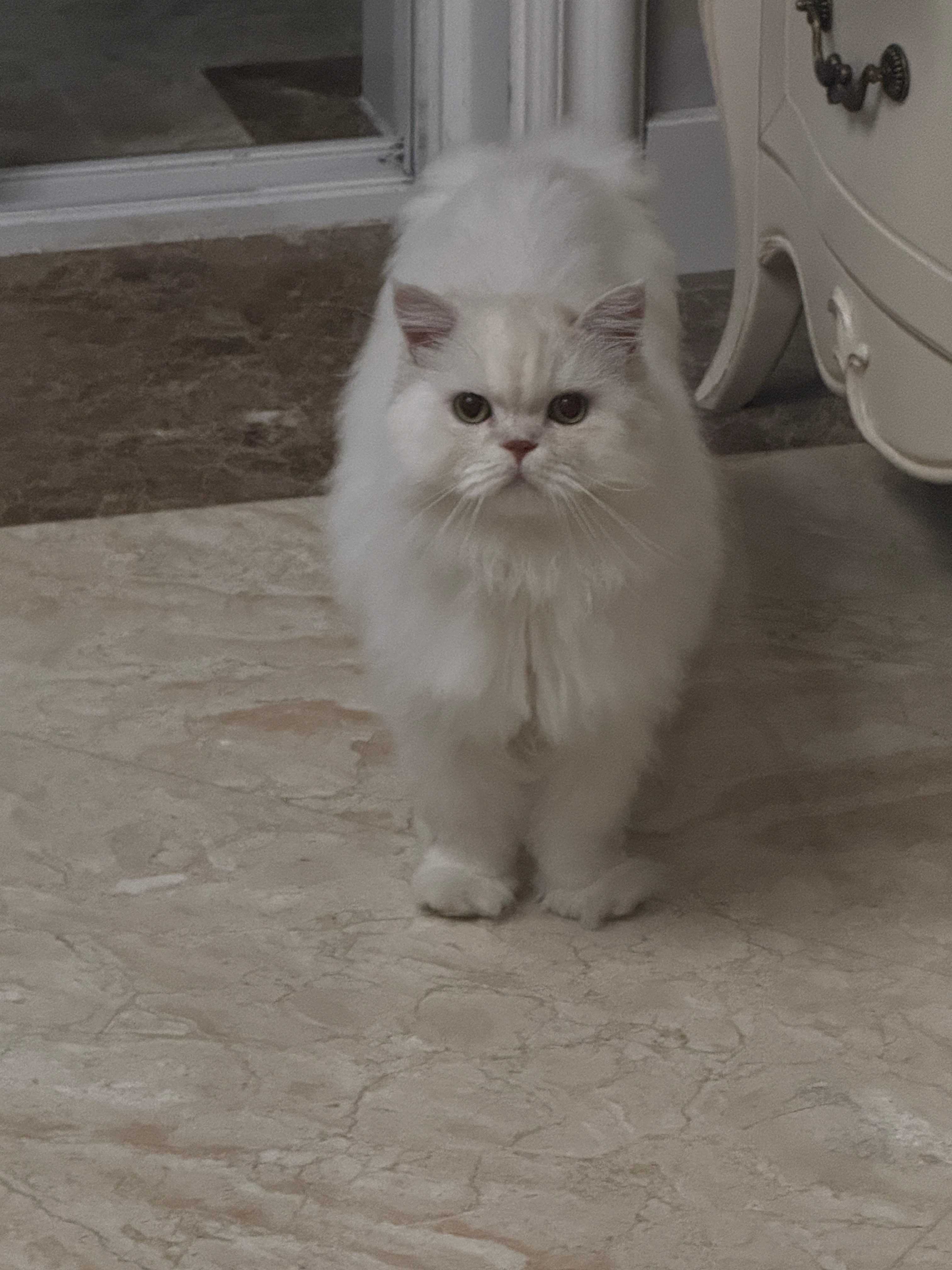 你们别说！！emo这小猫在半夜看起来就还眉清目秀的赶紧给他抓怕了两张可爱照片 