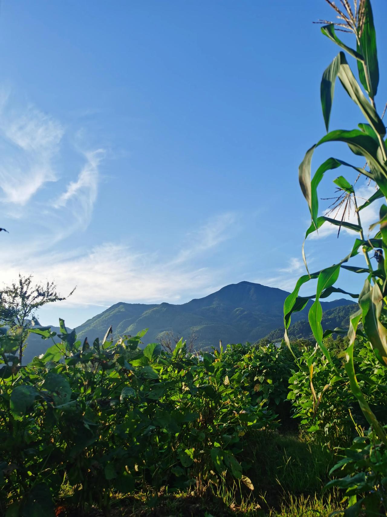老家的生活没什么节奏感，闲了去地里走走，浇浇水，拔拔草，摘点菜，青菜之类的四季都