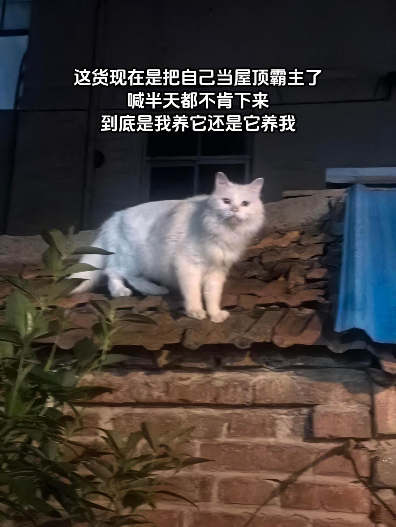 这货成精了！我的图片 抖音ai创作 此处有猫