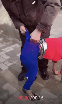 狗子：主人蠢透了，你也是给我弄条黑丝袜，蓝色的太丑了。主人的行为让狗子如何见同类