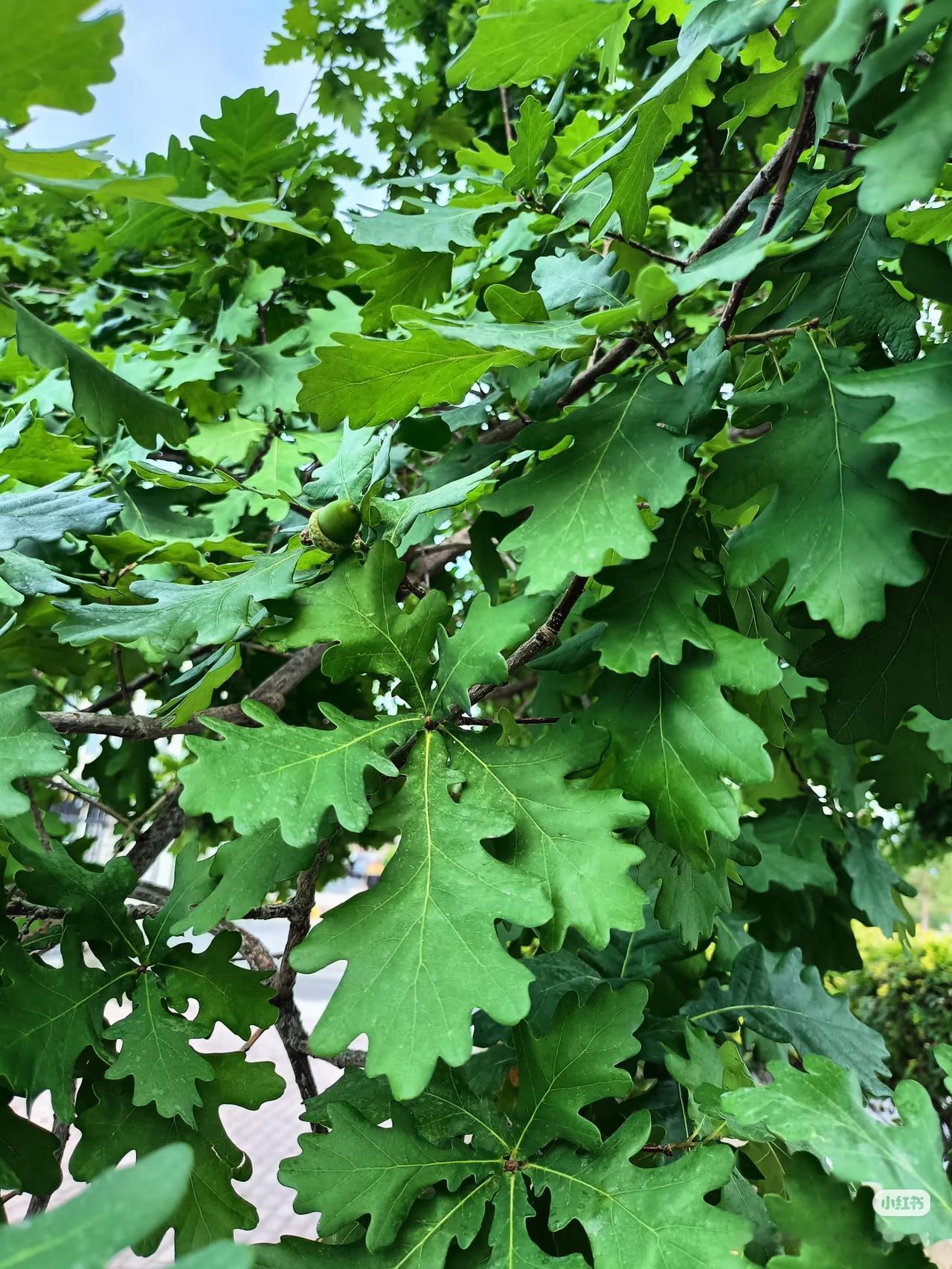 无用之大用：栎树的生存智慧
 
春秋时期的齐国，一位木匠赶路途中，途经一处被世人