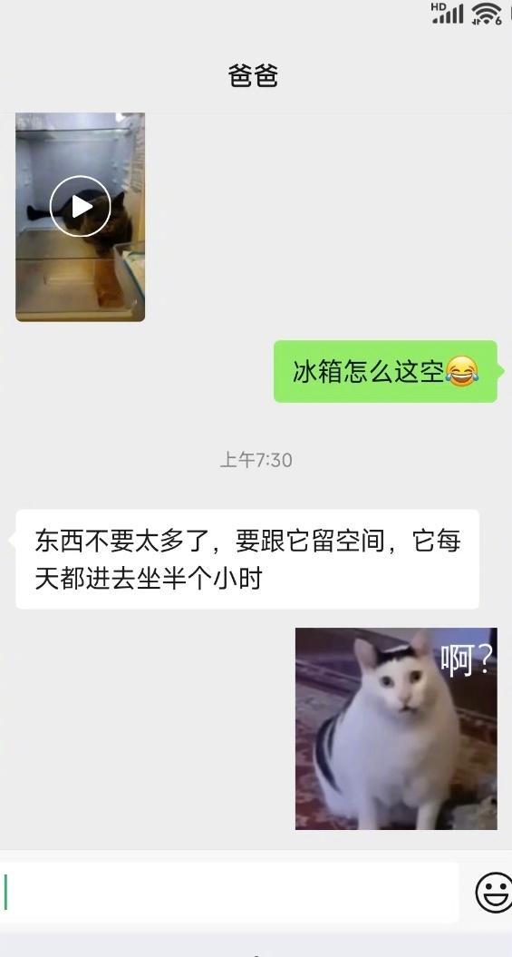 父母对小猫的溺爱程度夏天的小猫有自己的空调房[允悲]我的精神状态凉好暑假冲浪计划