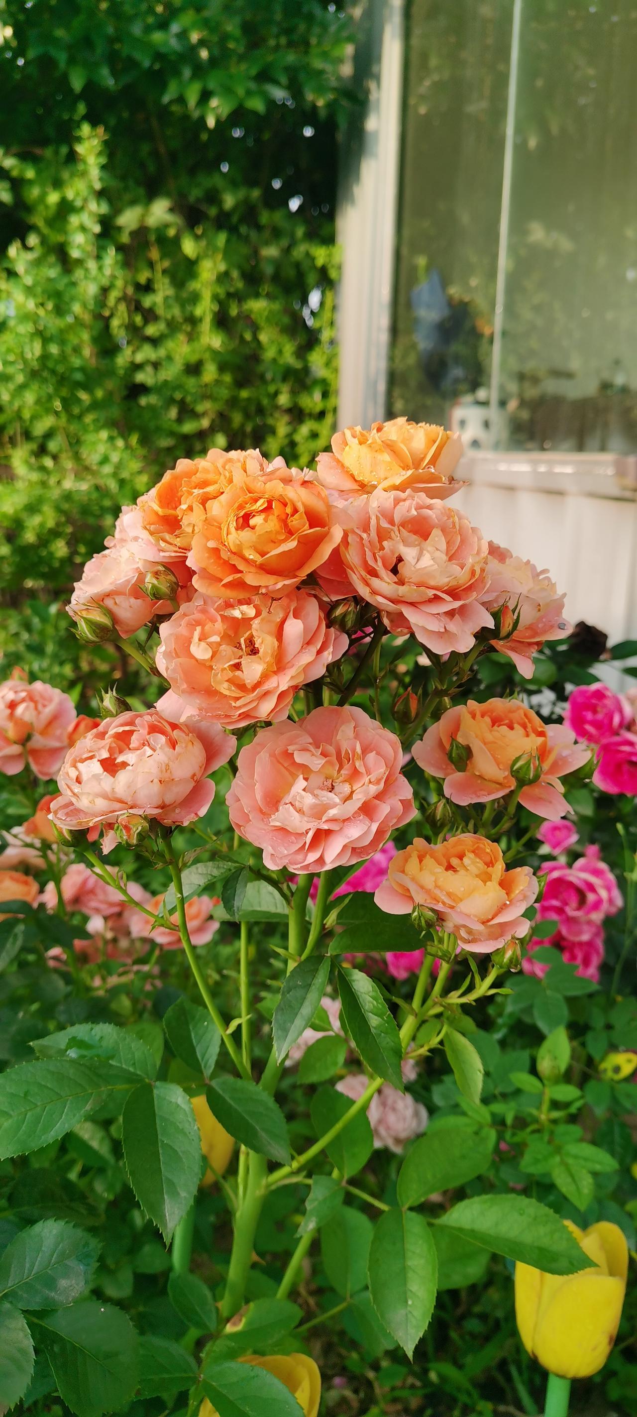 随手一拍的月季花这株月季花，是今年自我感觉拍摄最好的一棵。